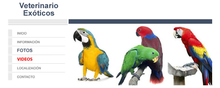 Veterinario Exoticos